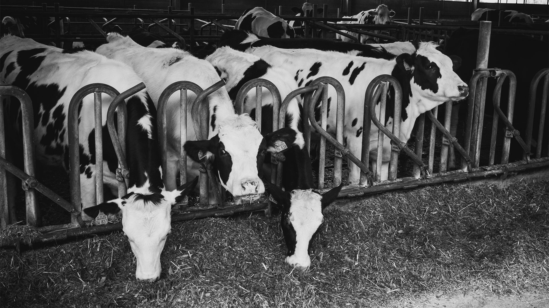 Farm Tenancies Explained