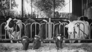 Lifting An Agricultural Tie